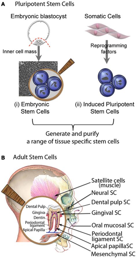 Adult Stem Cell Sources Big Lady Sex