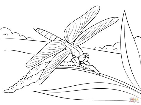 dragonflies coloring pages learny kids