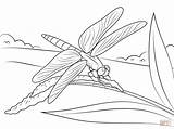 Dragonfly Coloring Pages Stem Dragonflies Printable Sits Drawing Color Realistic Luna Moth Supercoloring Print Getdrawings Search Pond Life Again Bar sketch template