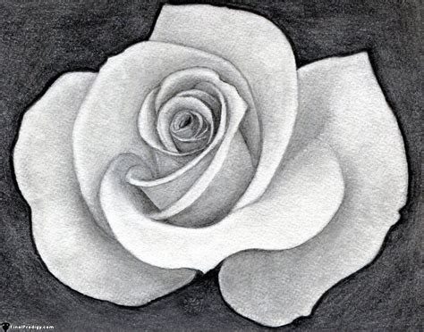 realistic drawing   rose  paintingvalleycom explore collection