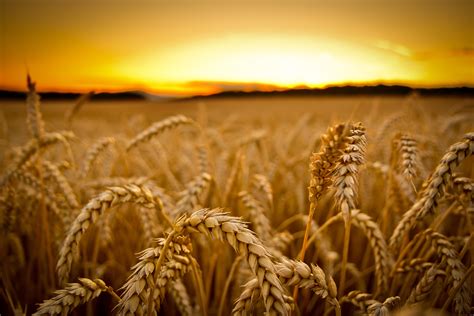 field sunset macro wheat depth  field wallpapers hd desktop  mobile backgrounds