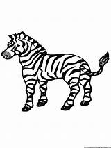 Zebra Coloring Mewarnai Bestcoloringpagesforkids Zebras Buku sketch template