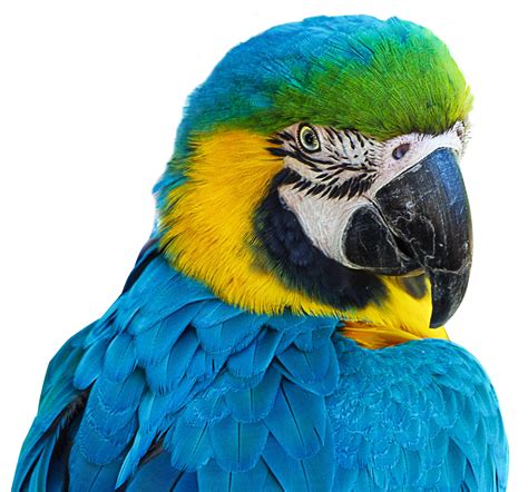 parrot png image