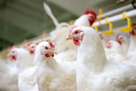 white chickens farm texas  veterinary medical diagnostic laboratory