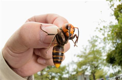 asian hornets  heading   uk warn experts  killed