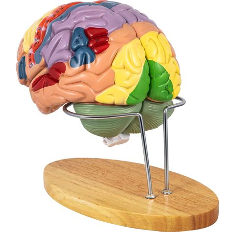 buy vevor human brain model anatomy  part model  brain wlabels