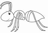 Coloring Hormigas Ants Insekten sketch template