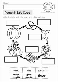 pumpkin life cycle  lavinia pop teachers pay teachers