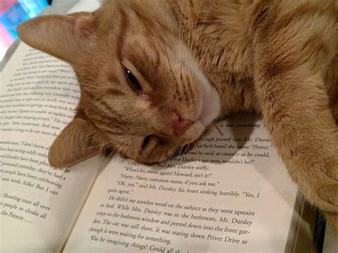 pets   absolutely  intention  letting  read viralscape