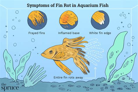 fin rot  aquarium fish
