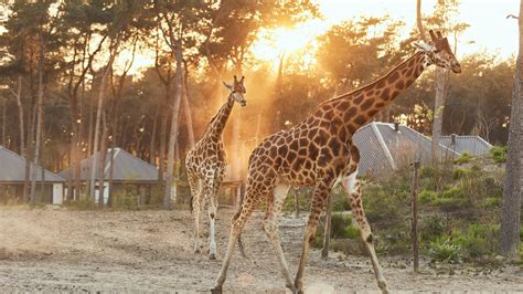 minute weg  april overnacht  luxe lodge tussen de wilde dieren op safari resort