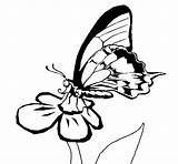 Butterfly Coloring Flower Coloringcrew Color Clipart Gif Book sketch template