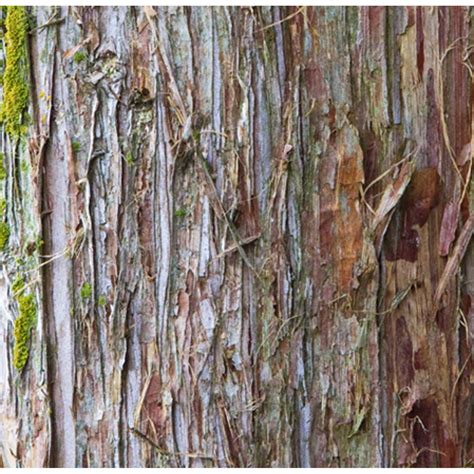 Eastern Red Cedar Bark Red Cedar Cedar Red