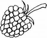 Raspberry Coloring Pages sketch template