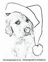 Retriever Golden Coloring Pages Getcolorings sketch template