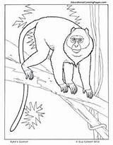 Coloring Pages Guenon Sheets Primates Colouring Book Two Monkey Faced Kids Animal Books Colouringpages Au Dot 305px 63kb Printable sketch template