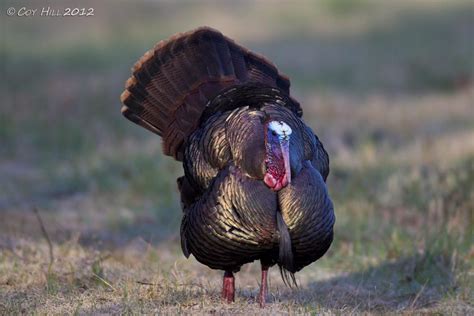 country captures gobblers  wild