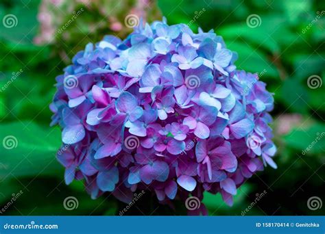 blooming flowers cluster inflorescence  blue hortensia hydrangea