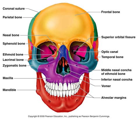 classification  bones skull anatomy anatomy bones skull