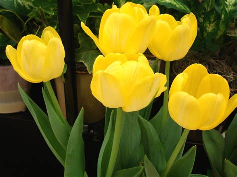 yellow tulips rose wallpapers