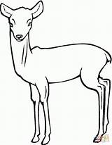 Reh Ausmalbild Ausdrucken Malvorlage Rehkitz Daino Bilder Cerbiatto Antelope Kinderbilder Biche sketch template