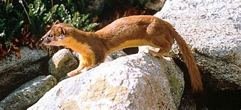 long tailed weasel vermont fish wildlife department