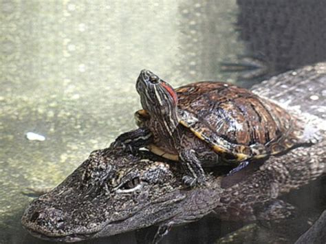 bad ass turtles riding alligators like a boss gallery