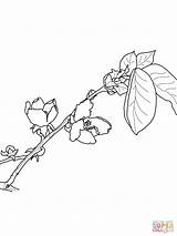 Quince Coloring Blossom Pages Protea Rosaceae Flower Printable Designlooter Drawing Drawings Categories 71kb 1024px 1600px 93kb 1200 sketch template
