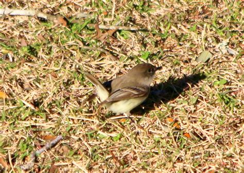wren central texas      identify  north american bird whatbird