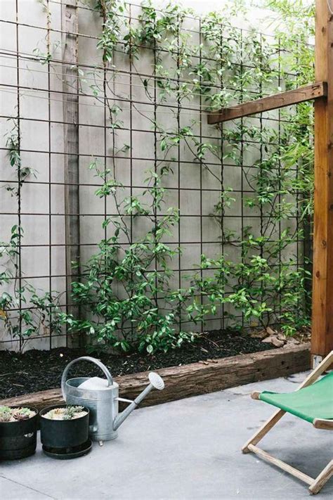 small courtyard garden ideas  vines garden homemydesign
