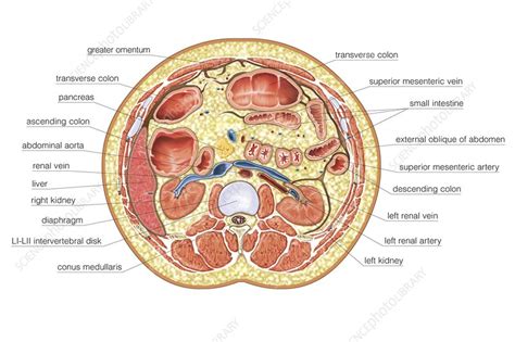 transverse section  upper body stock image  science