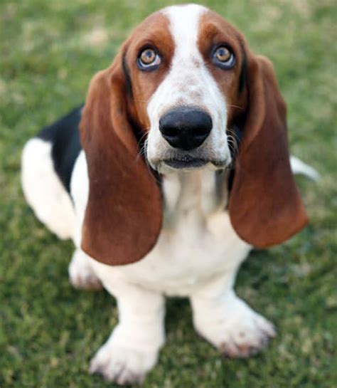 learn   basset hound dog breed   trusted veterinarian