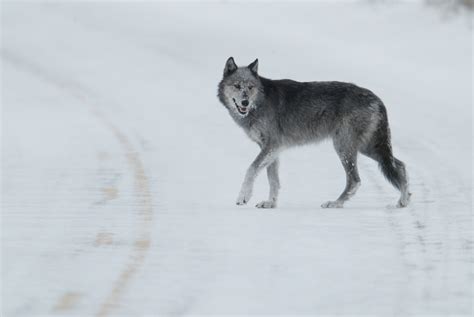 grey wolf government  yukon