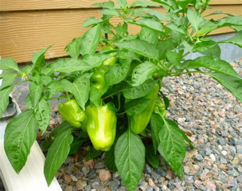 caring  pepper plants dengarden