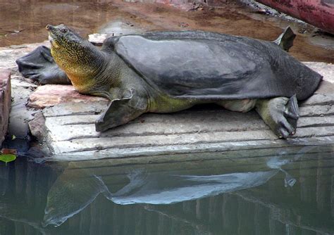 scientists   attempt  save giant turtle species