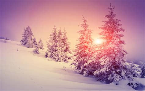 wallpaper thick snow winter forest trees warm sun