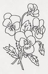 Viooltjes Violets Pansy Pencil Rasane Colouring sketch template