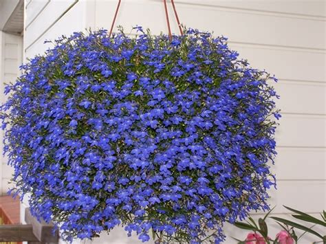 Ideas For Self Watering Hanging Baskets Plant Booster