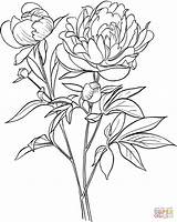 Peony Supercoloring Paeonia Officinalis Gratuit Peonies Pobarvanke sketch template