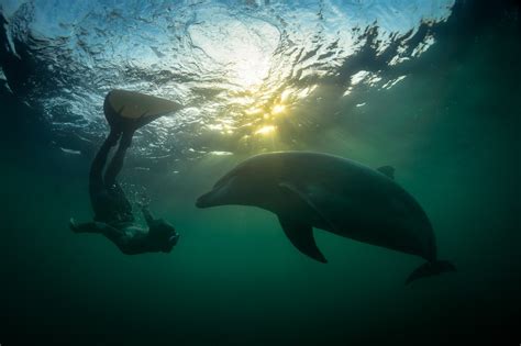 human wild dolphin interaction george karbus photography
