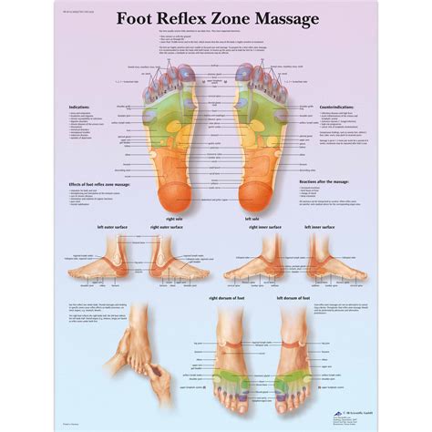 Anatomical Charts And Posters Anatomy Charts Foot Reflex Zone