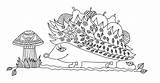 Volwassenen Egel Istrice Coloritura Adulti Divertente Grappige Kleurende Mandala Stockillustratie Totem Zentangle Circular Koala Hoofd Jaguar sketch template