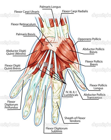 Tendons Hand Therapy Medical Anatomy Muscle Anatomy