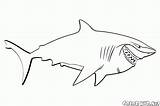 Colorare Squalo Disegni Shark Coloring Nemo Requin Hai Tiburones Tubarão Buscando Squali Bambini Findet Dibujos Tiburón Colorkid Dory Ricerca Dori sketch template