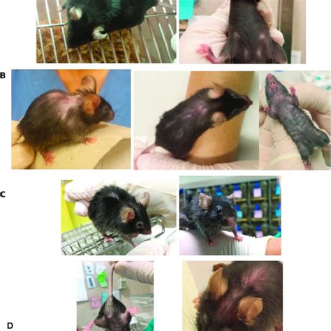 pdf long term breeding of the lmna g609g progeric mouse