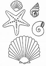 Shells Coloring Pages Beach sketch template