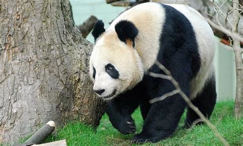 giant panda calls let the bears know the identity of their neighbours from almost 70 feet away