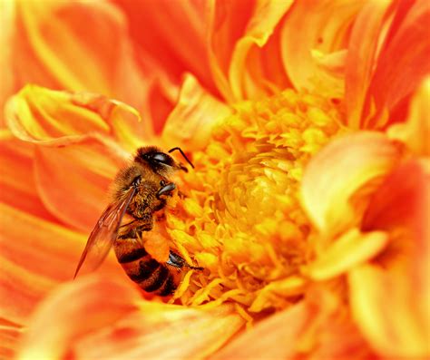 File Honey Bee Takes Nectar  Wikipedia