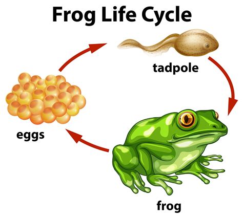 frog life cycle  white background  vector art  vecteezy