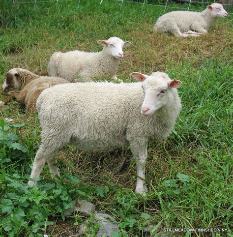 stillmeadowfinnsheep lambs